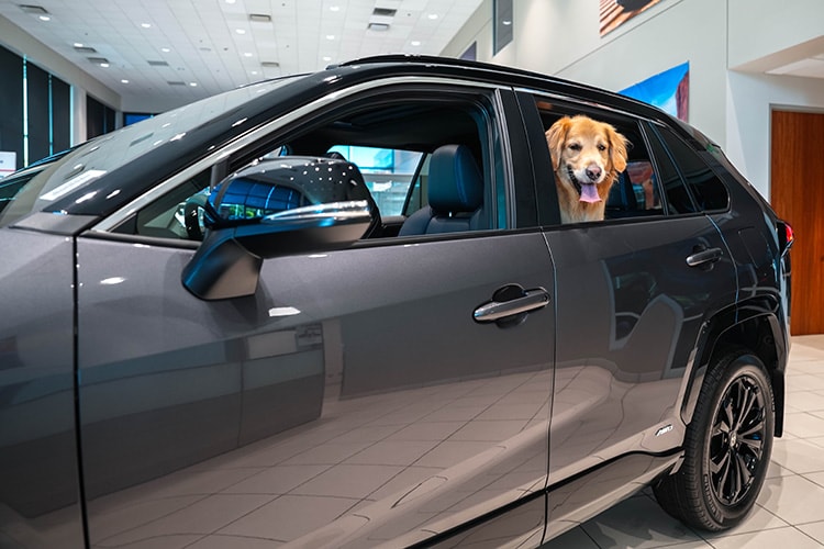 Toyota%20RAV4%20Pet%20Friendly%20Vehicle%20Hendrick%20Cars.jpg